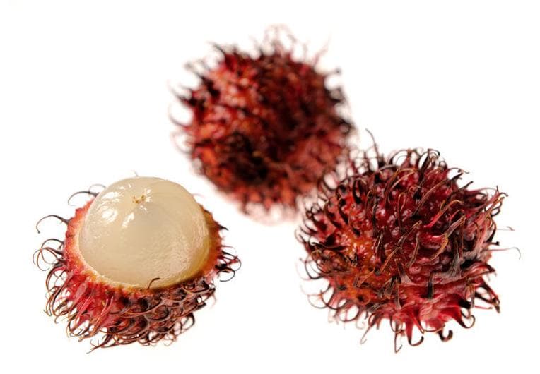 Titbit Rambután