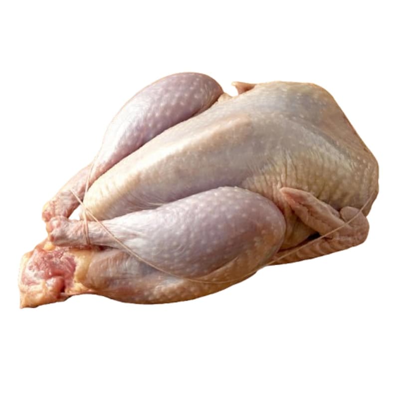 Nativus cleaned Pheasant