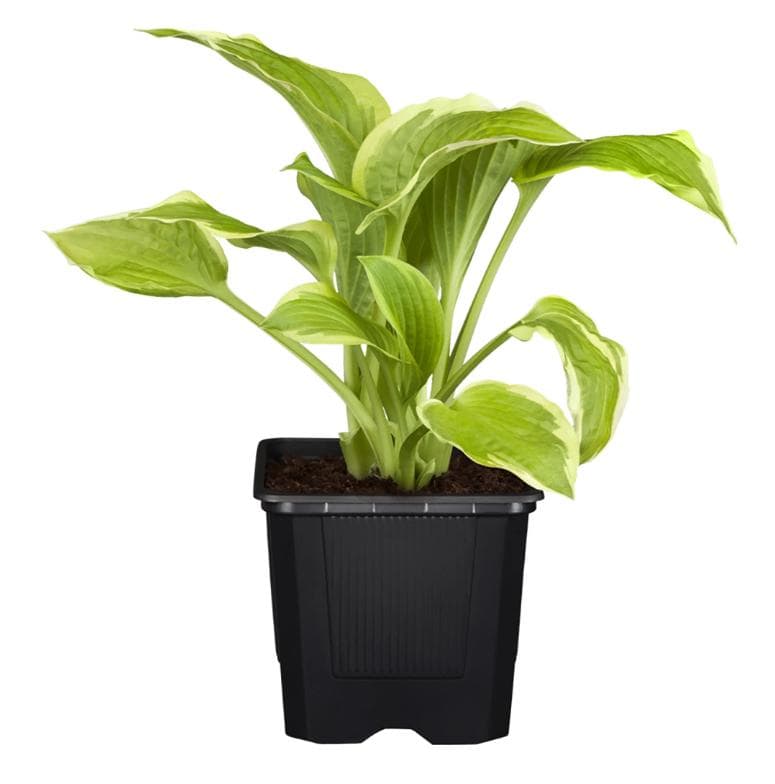 Árnyékliliom MIX "Hosta" 13 cm-es cserépben