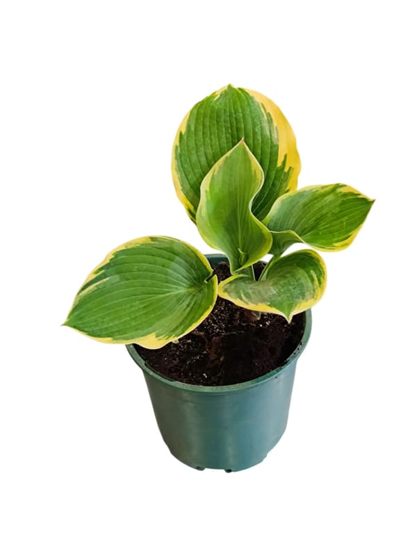 Árnyékliliom MIX "Hosta" 13 cm-es cserépben