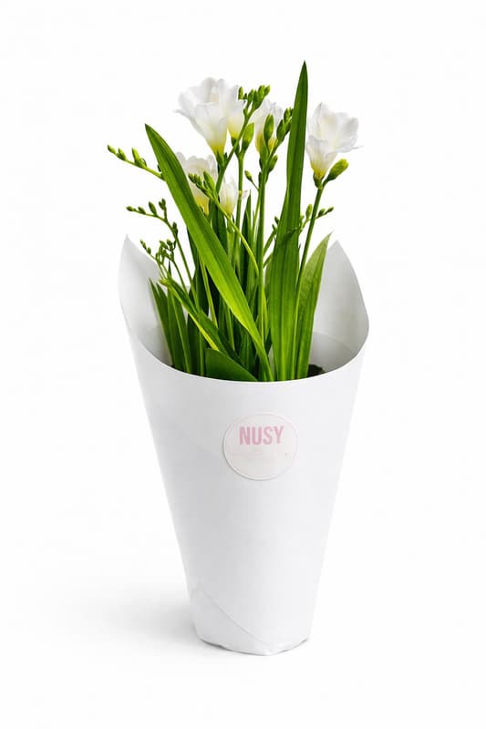 Nusy Flower Cserepes Frézia, vegyes színekben