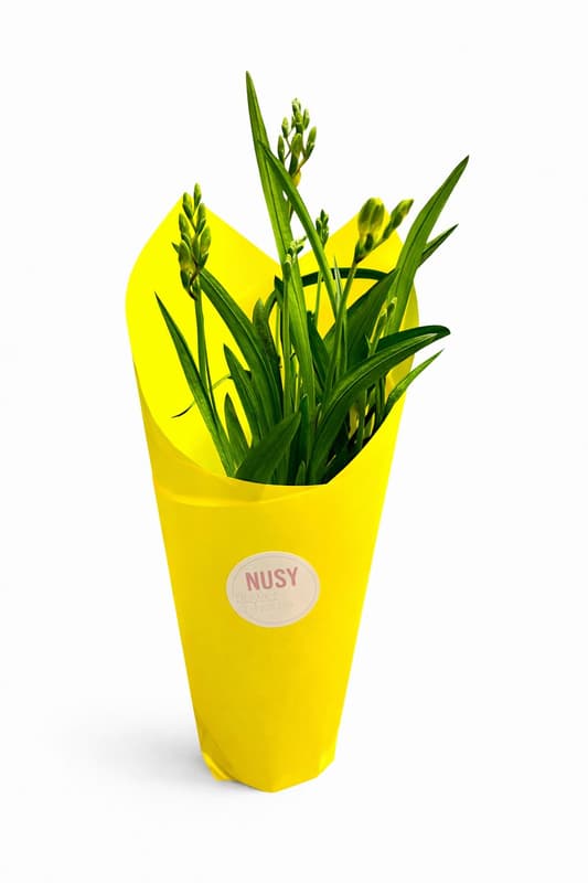 Nusy Flower Cserepes Frézia, vegyes színekben