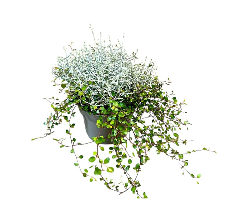 Nusy Flower Párnacserje és angyalszőlő összeültetés