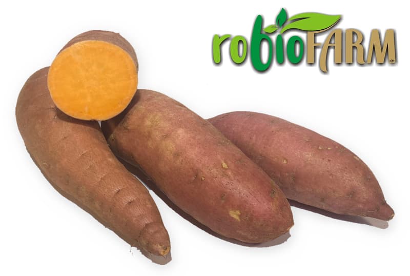 Hazai BIO sárga húsú batáta, édesburgonya robioFARMtól