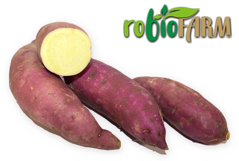 Hazai BIO fehér húsú batáta, édesburgonya robioFARMtól, lédig
