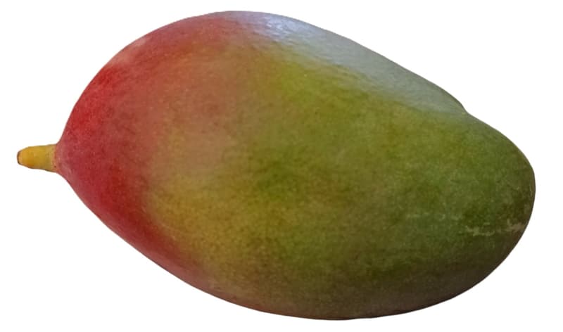 Mango, requires maturation