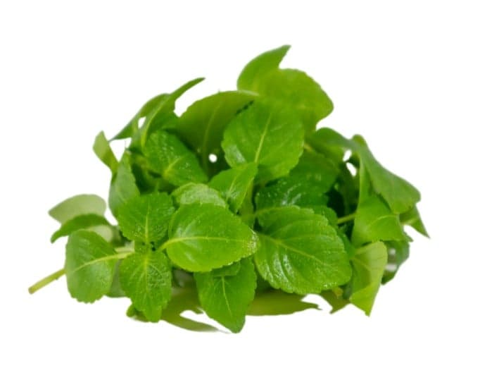 Perilla Shiso Bicolour, mikrozöld