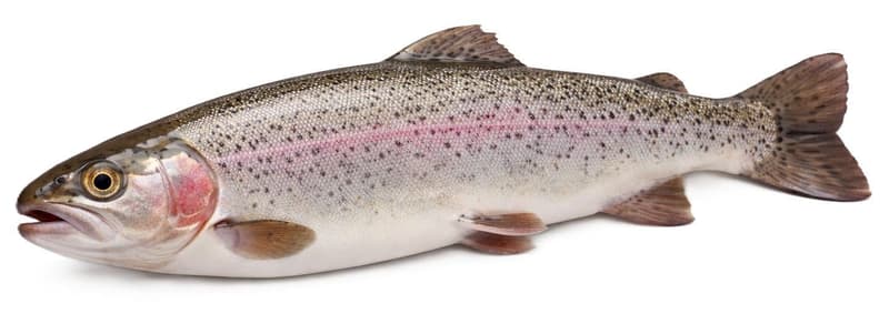 Panarini Trout, whole, gutted, fresh, 1 pc