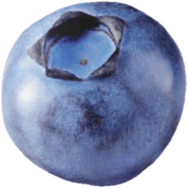 Planton vegan gourt BLUEBERRY 150g