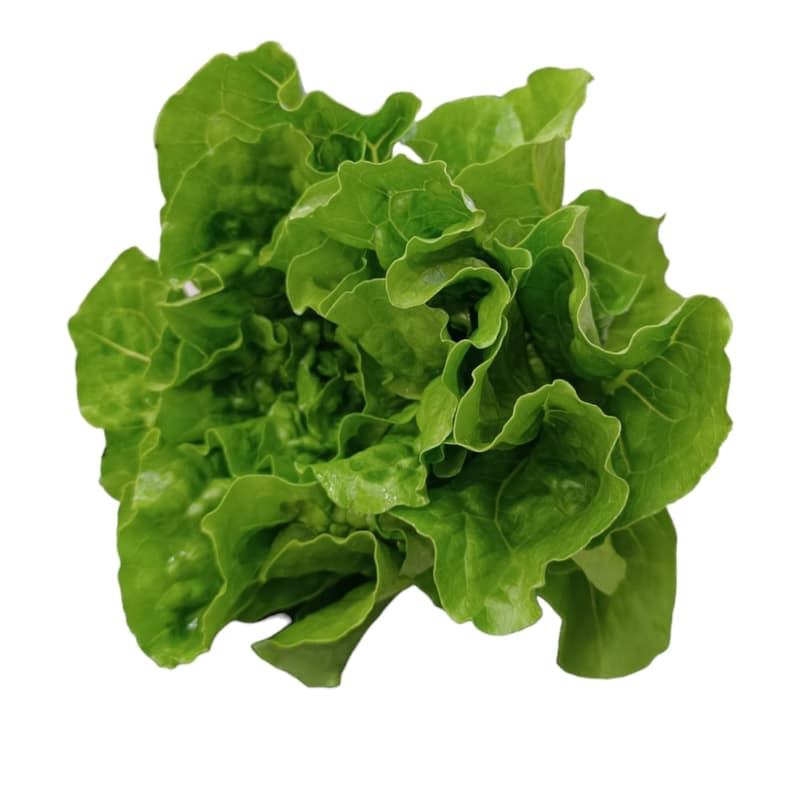 Roman salad