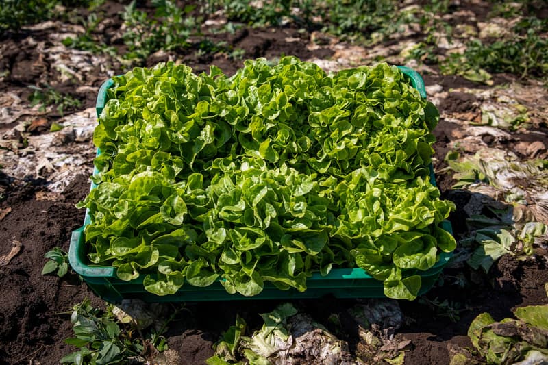 lettuce