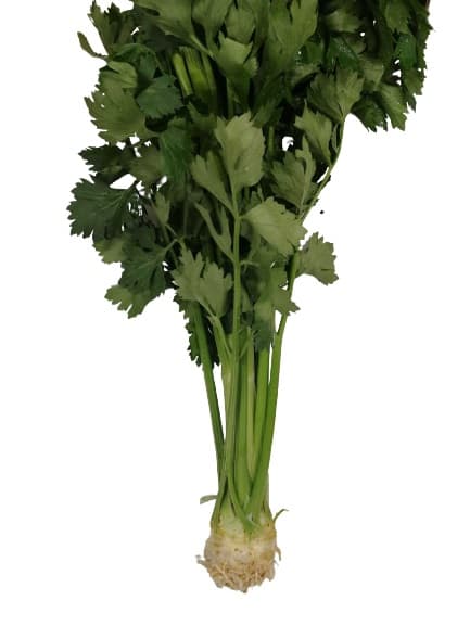 Celery tuber, leafy