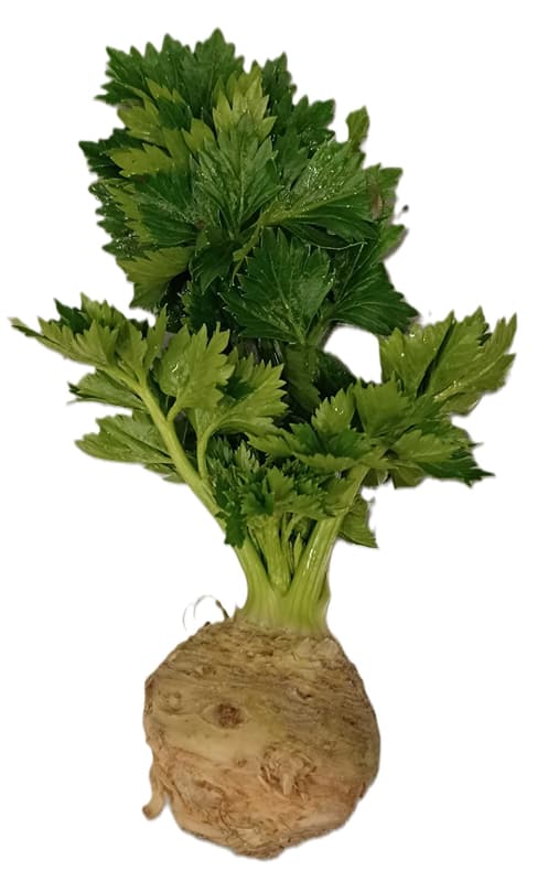 Celery tuber, leafy