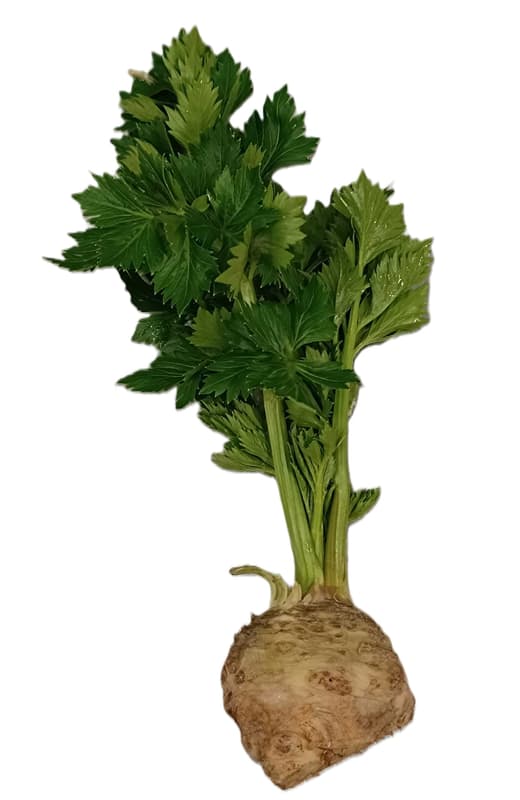 Celery tuber, leafy