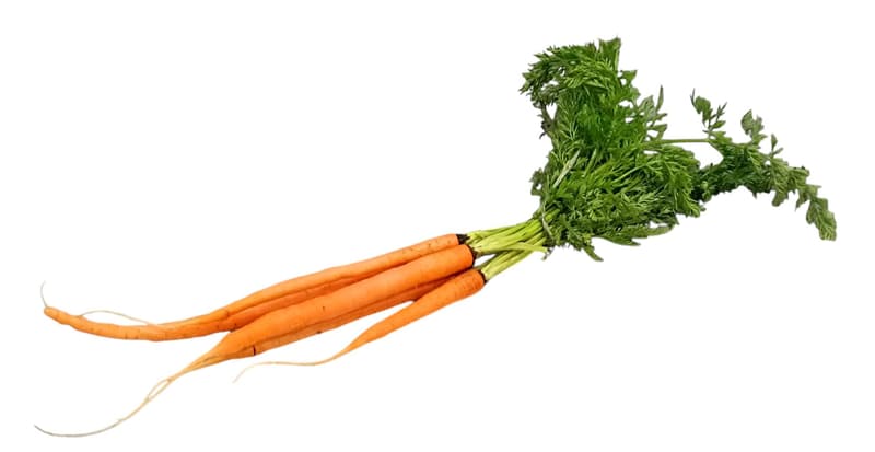 Bunch of carrots