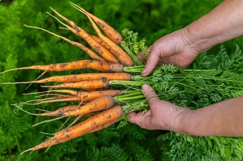 Bunch of carrots