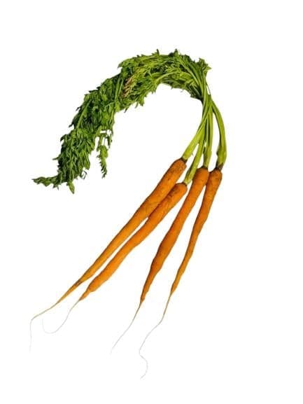 Bunch of carrots