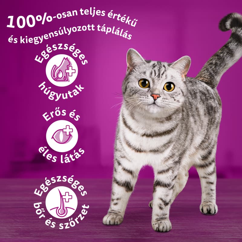 Whiskas dry pet food for cats with chicken