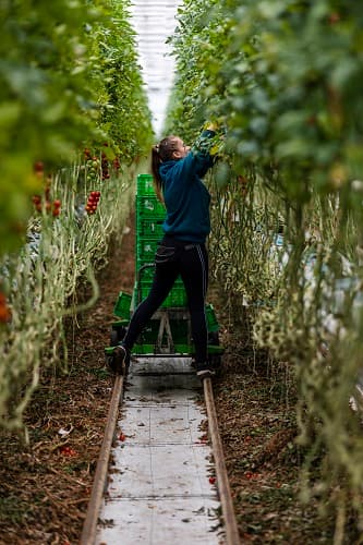 Veresi Sugarloaf Tomato