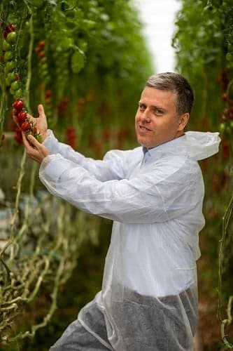 Veresi Sugarloaf Tomato