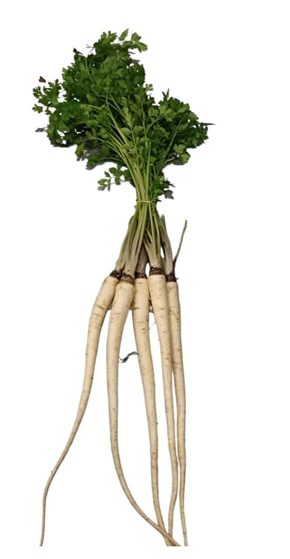 Parsley root knotted