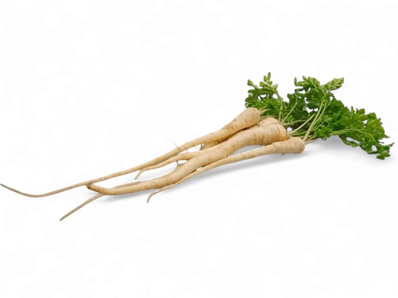 Parsley root knotted