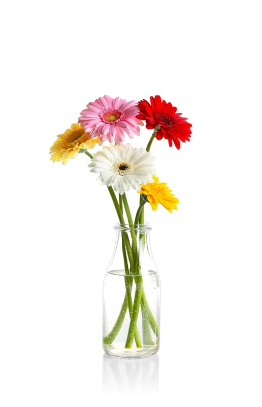Gerbera bouquet- 5 threads
