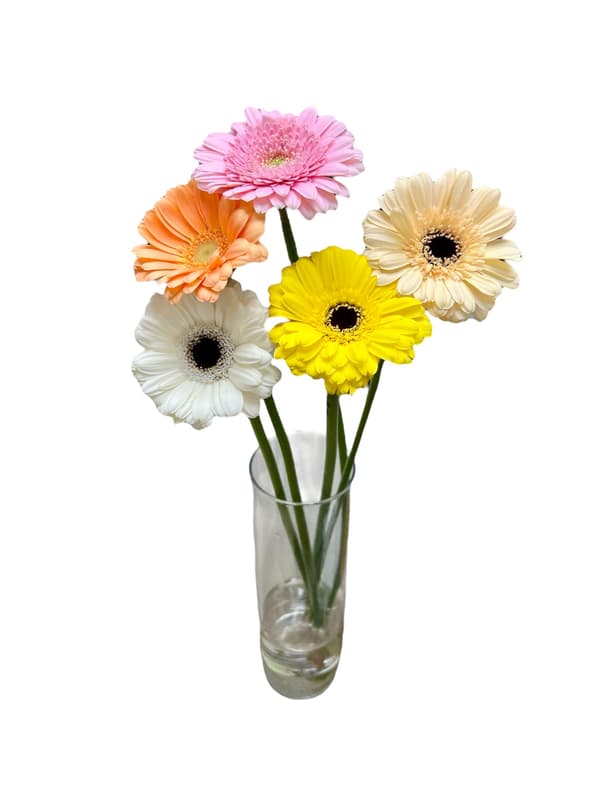 Gerbera bouquet- 5 threads