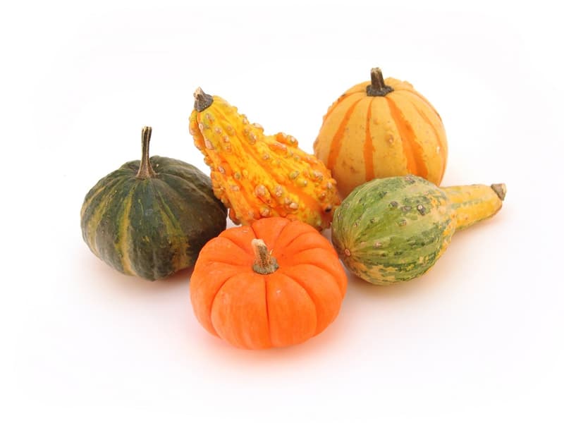 Gourd