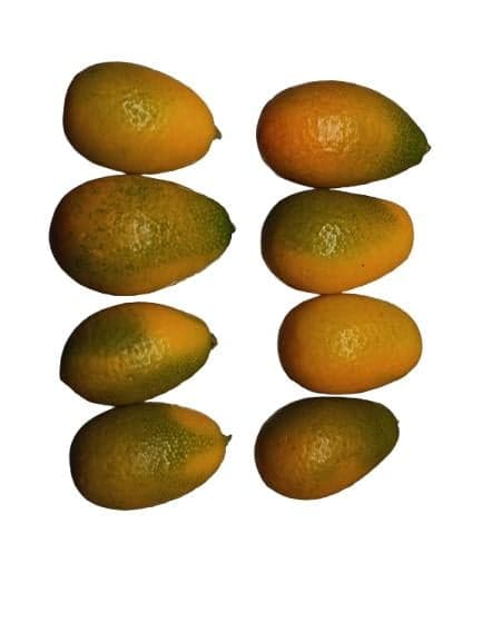Titibit Kumquat, packed