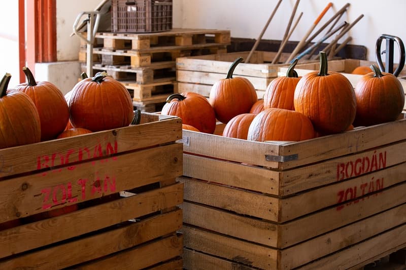 Halloween tök