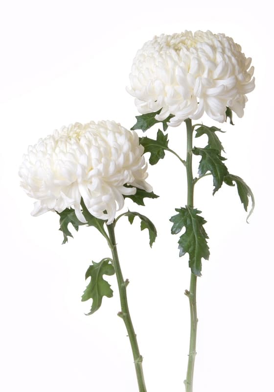 Spherical chrysanthemum, white, 3 strands