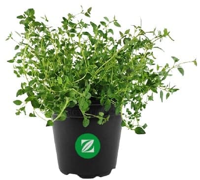 Thyme potted