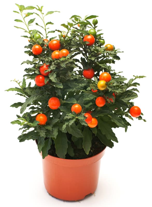Solanum, Coral bush