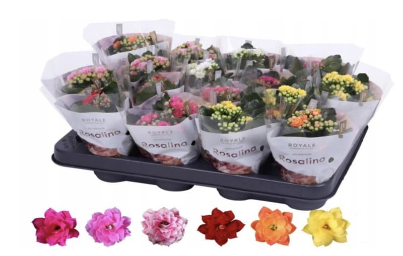 Mini korallvirág 7 cm-es cserépben