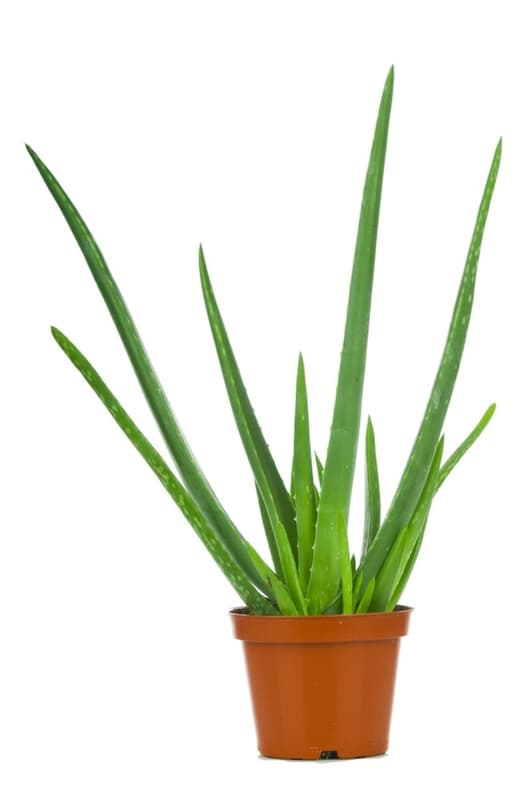 Aloe vera 35 cm tall