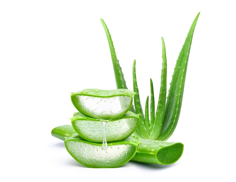 Aloe vera 35 cm tall