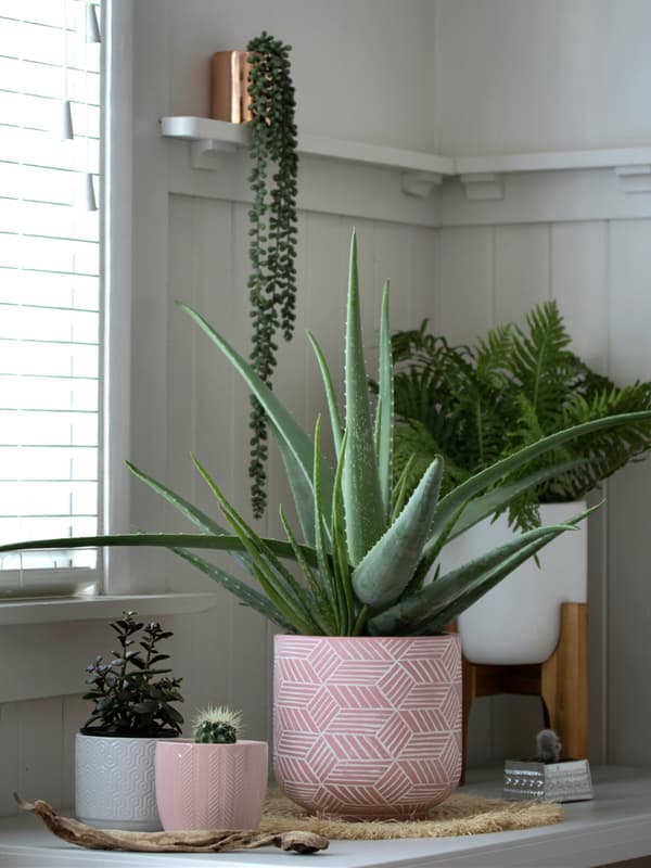 Aloe vera 35 cm tall