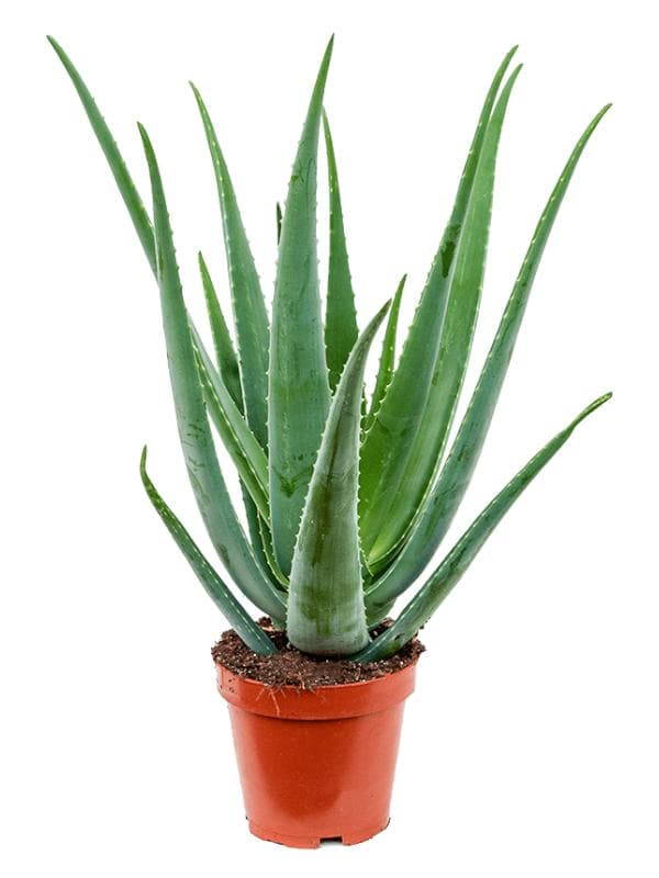 Aloe vera 35 cm tall
