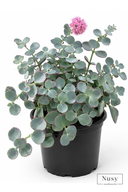 Októberke 'Sedum sieboldii' 12 cm-es cserépben