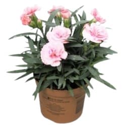 Szegfű 14 cm-es cserépben változó színekben (Dianthus Oscar)