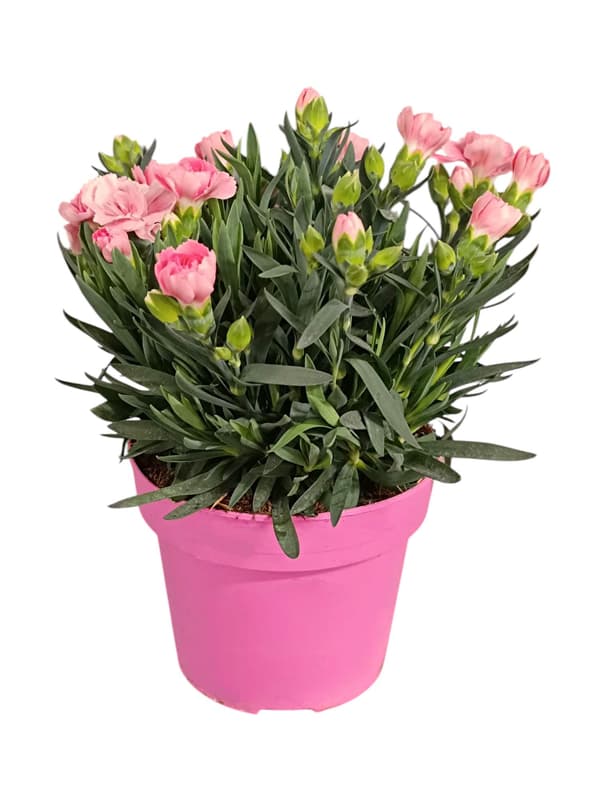 Szegfű 14 cm-es cserépben változó színekben (Dianthus Oscar)