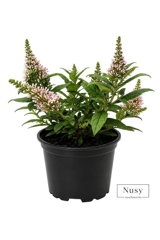 Summer Lilac in a 13 cm pot