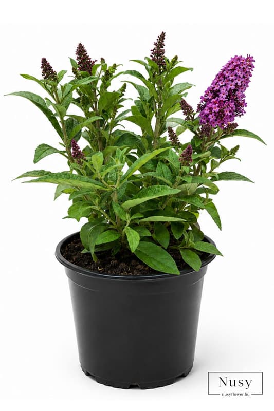 Summer Lilac in a 13 cm pot