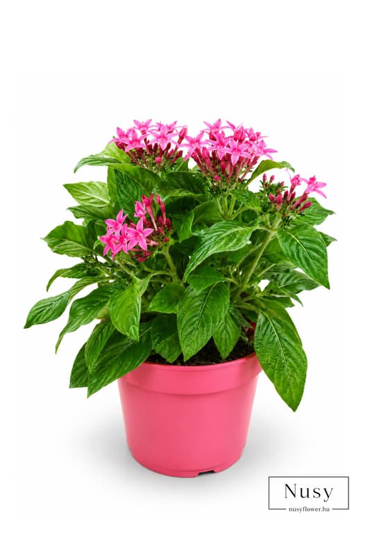 Egyiptomi csillagcsokor 13 cm-es cserépben