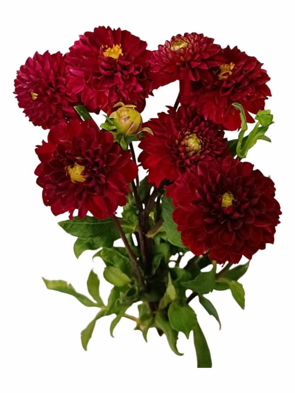 Nusy Flower Dália csokor 5 szál