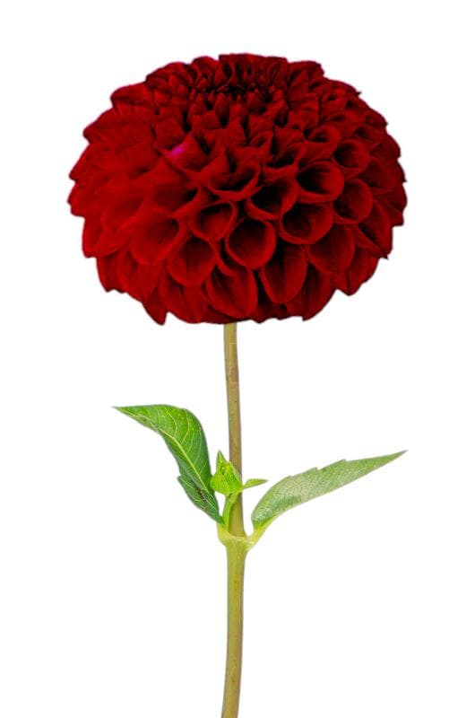 Nusy Flower Dália csokor 5 szál