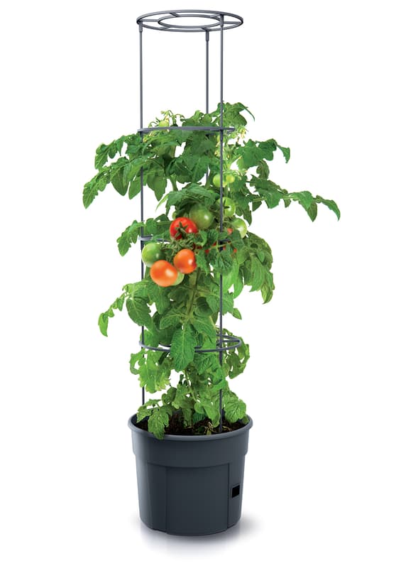 Paradicsomültető Cserép Antracit (30cm)
