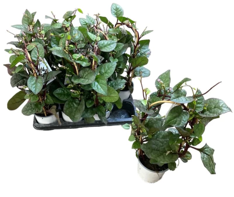 Spinach in pot