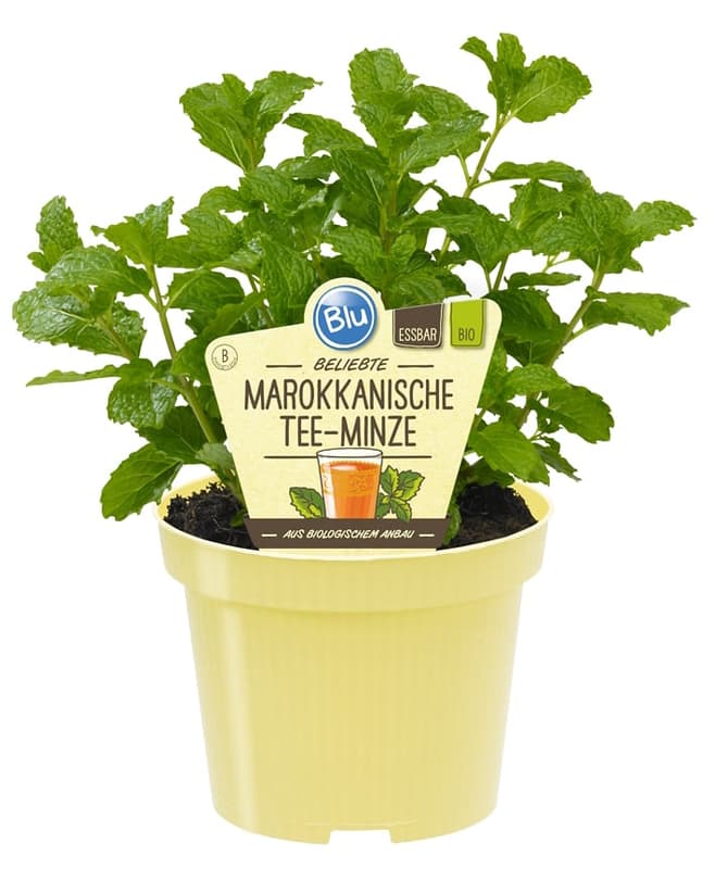 BIO Mint herb in pot
